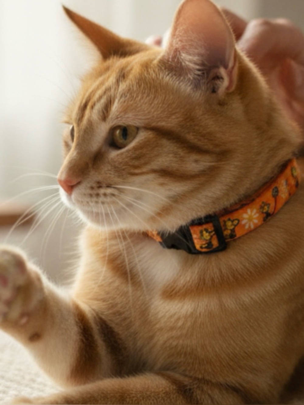 SassyMeow Peanuts Breakaway Adjustable Cat Collar Orange  S